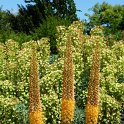 Eremurus 'Cleopatra'